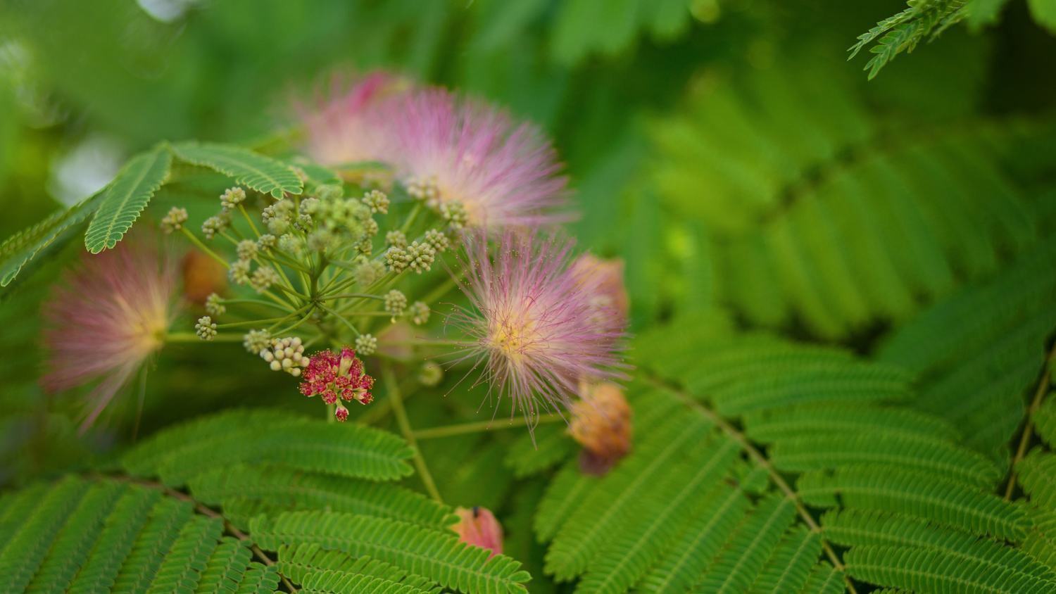 Tepezcohuite der Hautbaum der Maya - Herkunft & Wirkung