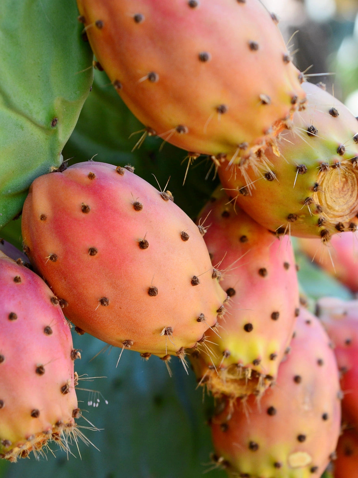 Ripe pink prickly pear fruit growing on a green cactus pad, the source of Opuntia Ficus-Indica Fruit Extract.