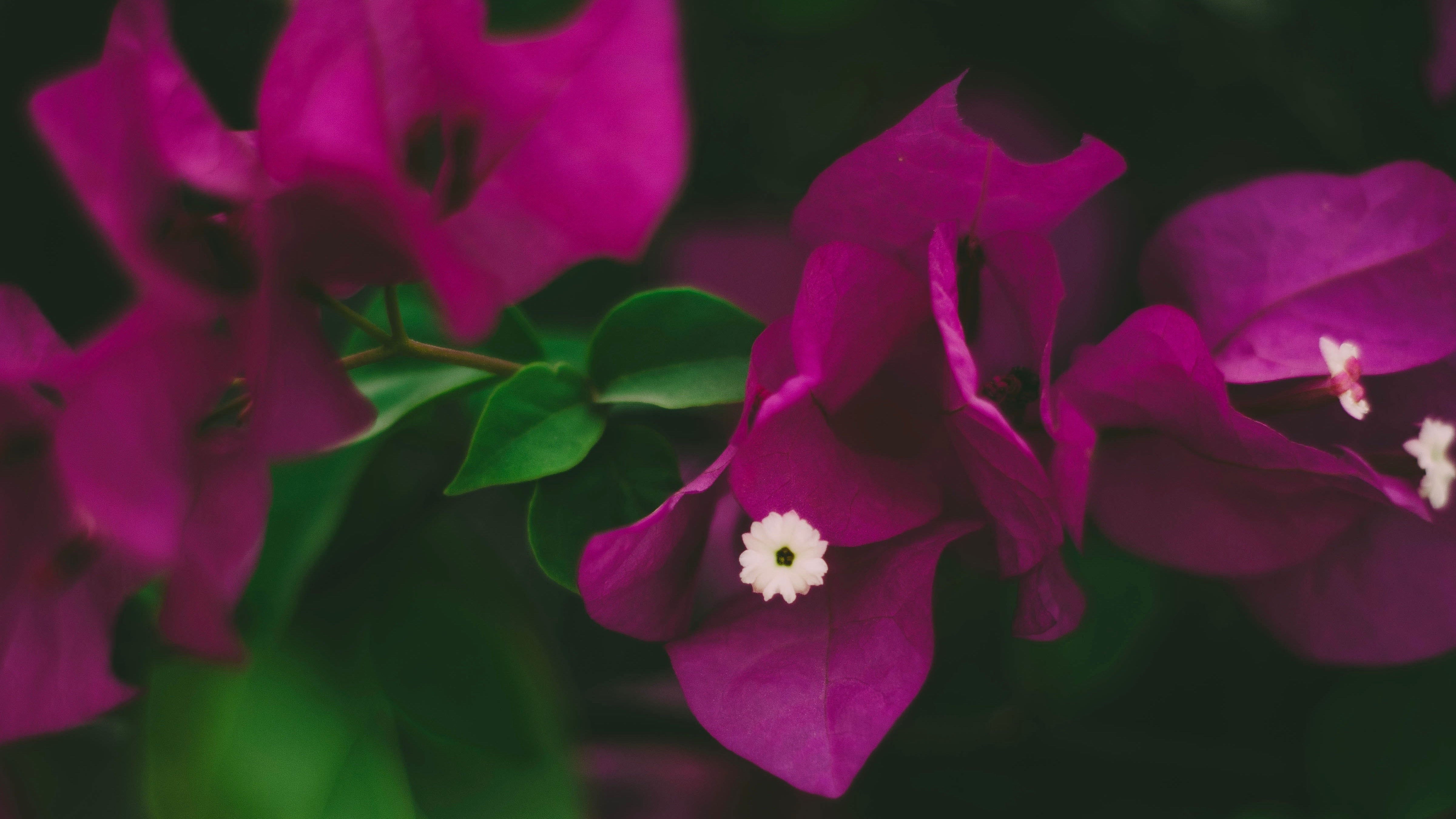 Bugambilia - antioxidative Kraft der Blume