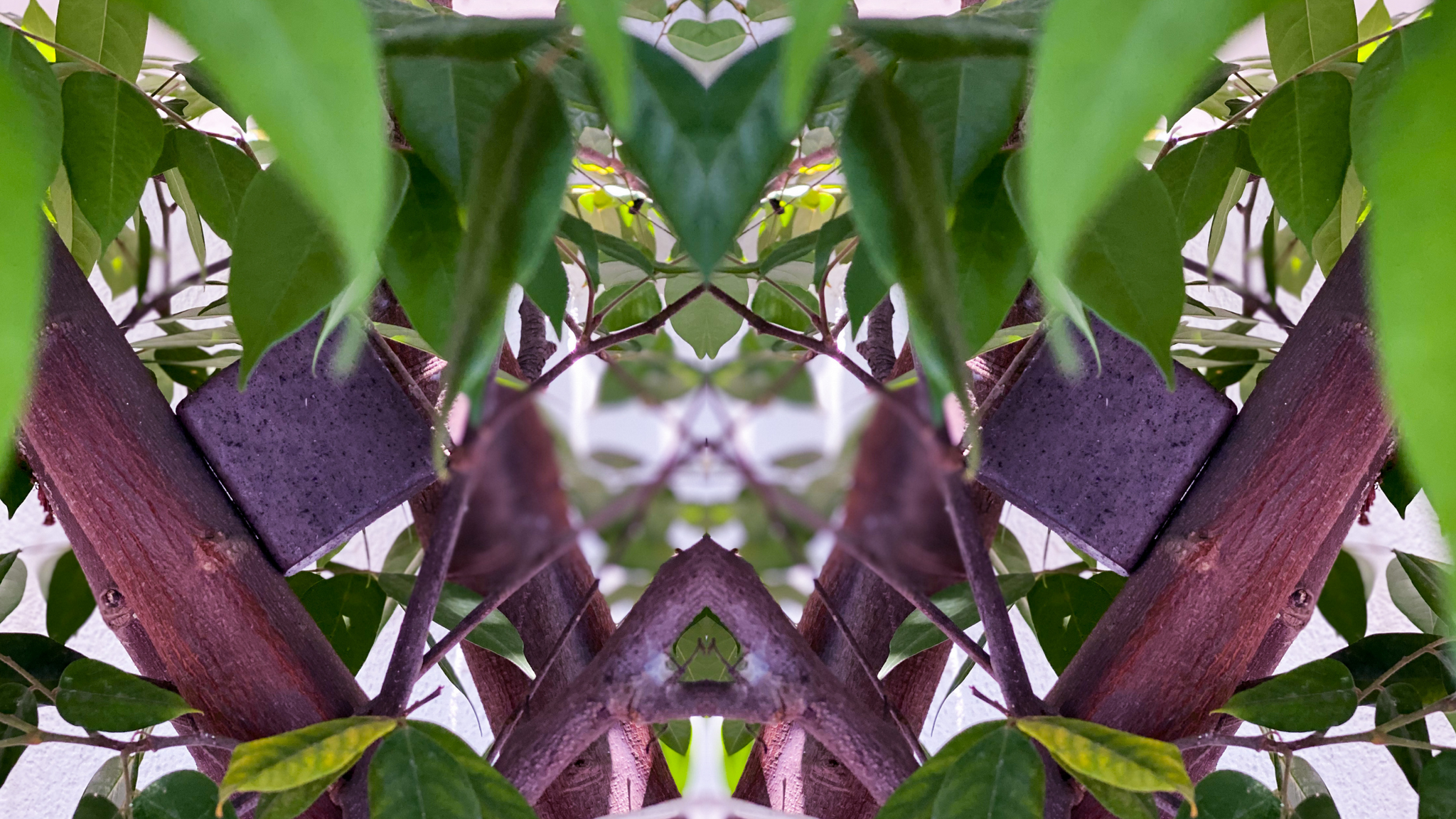 Anwendung & Wirkung von Tepezcohuite