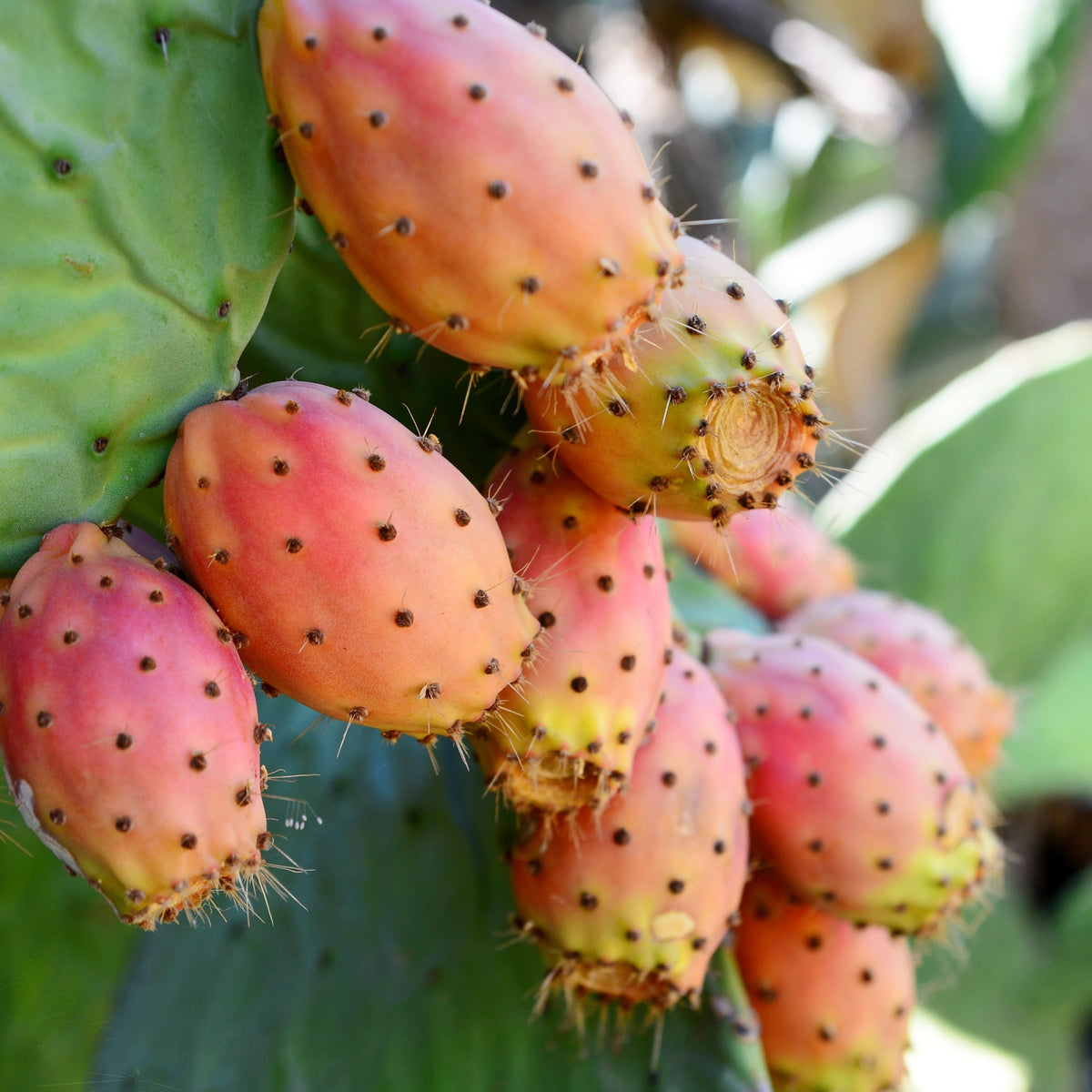 Ripe pink prickly pear fruit growing on a green cactus pad, the source of Opuntia Ficus-Indica Fruit Extract.