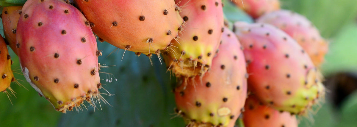 Ripe pink prickly pear fruit growing on a green cactus pad, the source of Opuntia Ficus-Indica Fruit Extract.