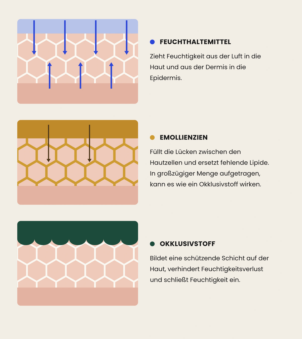 Infografik: wie Feuchthaltemittel, Emollienzien und Okklusivstoffe in der Haut wirken.